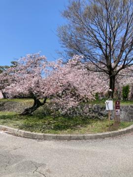 豊公園20250414-00