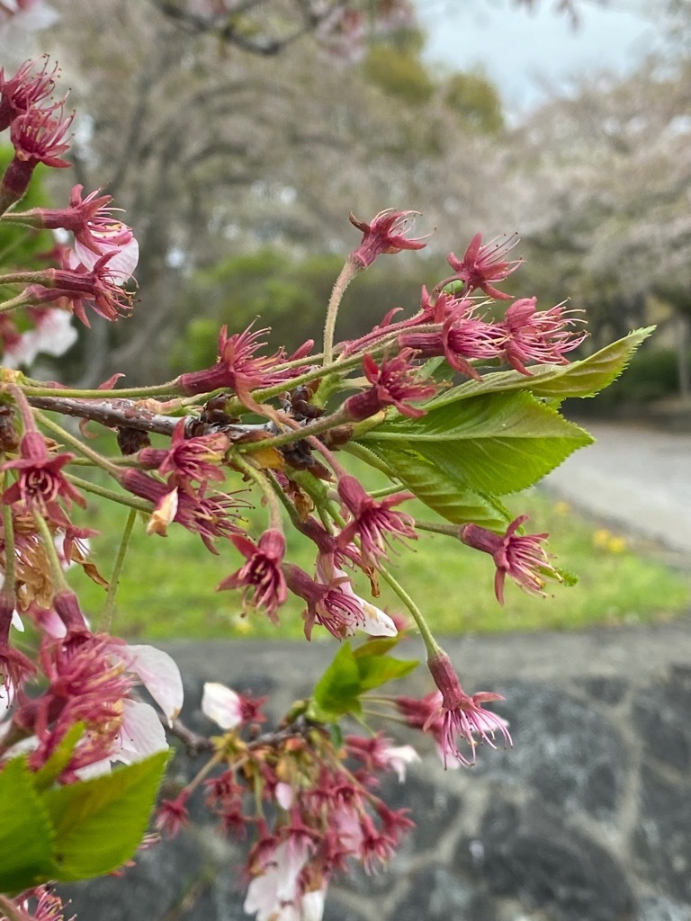豊公園桜20250418