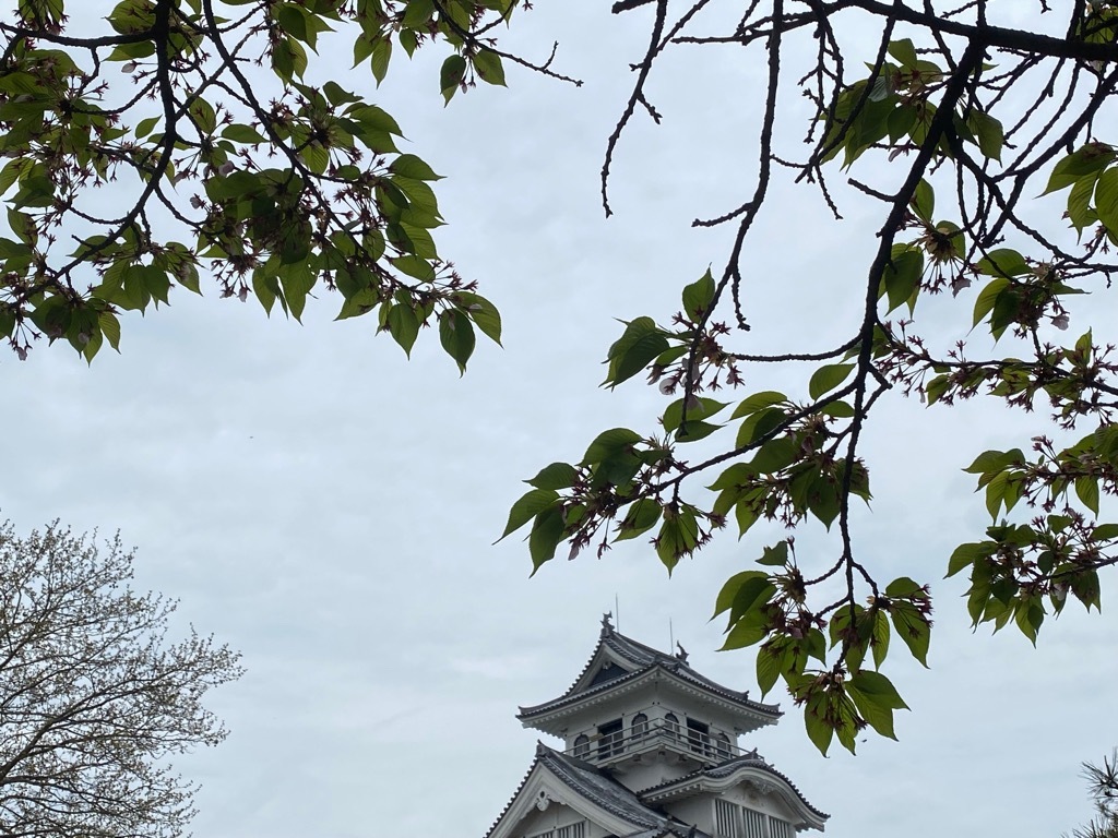 豊公園の桜2025041800