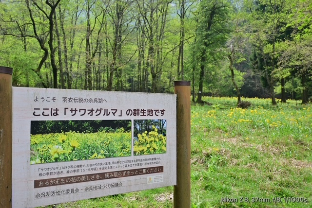 サワオグルマ案内板