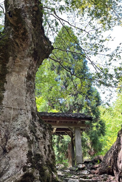 菅山寺山門の大欅