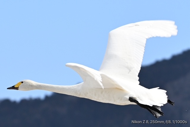 コハクチョウ_04