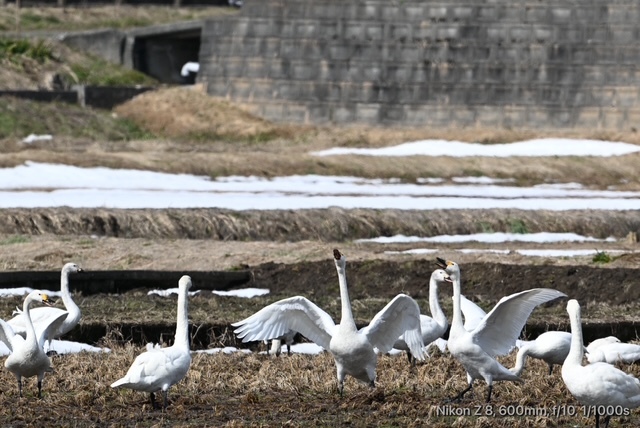 コハクチョウ_02