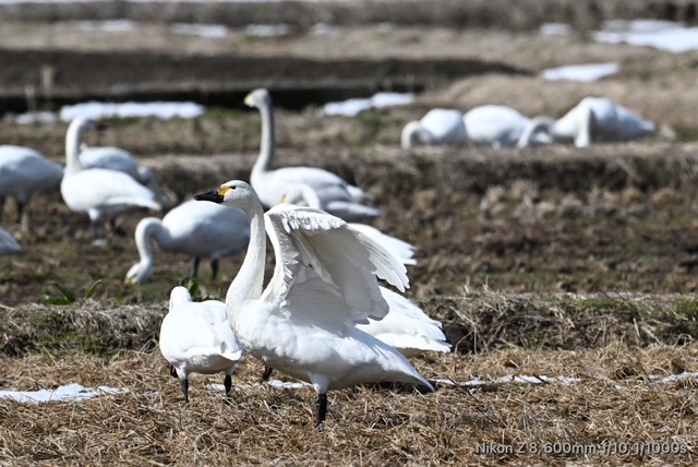 コハクチョウ_03