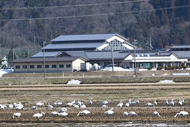 コハクチョウ_01