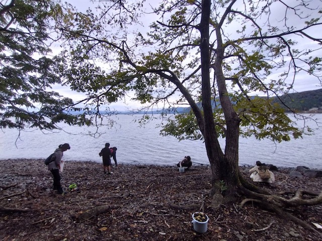 クルミ拾いの様子1