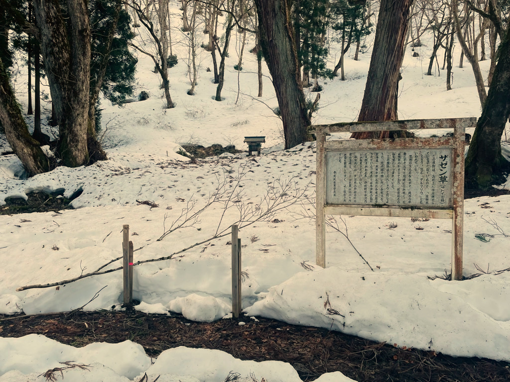 ザゼンソウ群生地