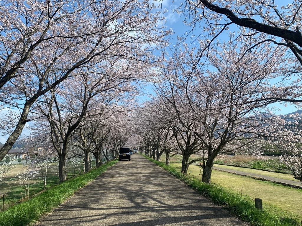 高時川沿い桜並木