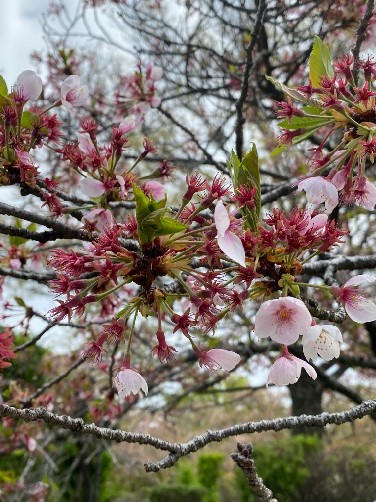 葉桜になったソメイヨシノ