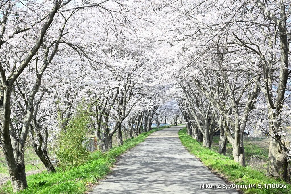 高月町柏原高時川堤防