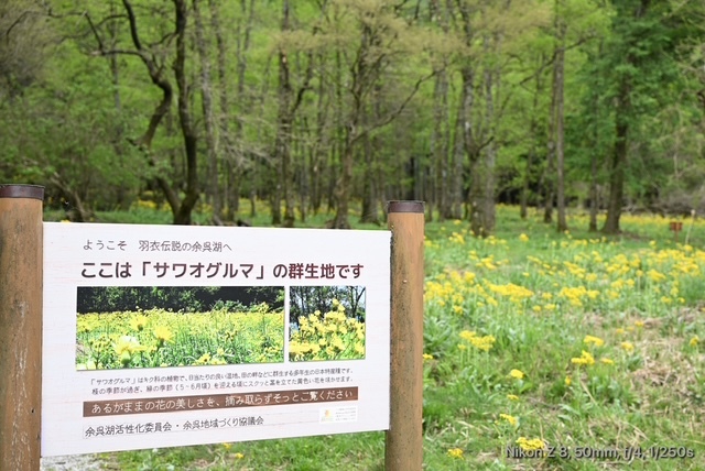 サワオグルマ群生地