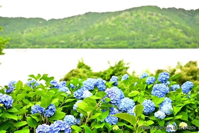 余呉湖のあじさい_2