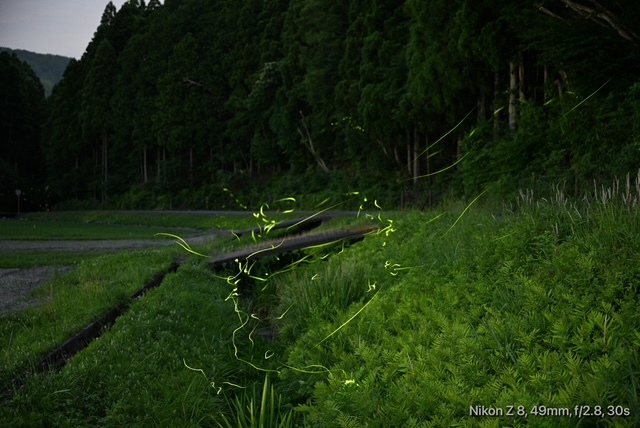 余呉のほたる