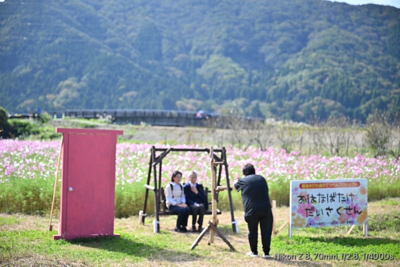 西浅井道の駅お花畑のコスモス01