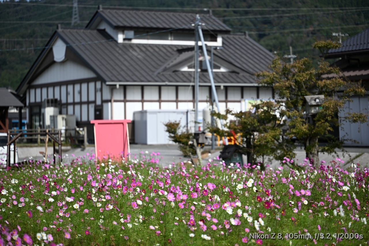 西浅井道の駅お花畑のコスモス02