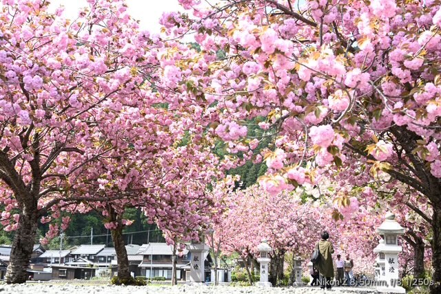 伊香具神社の桜2