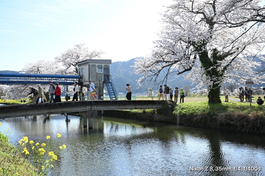 余呉湖観光館前の桜_02