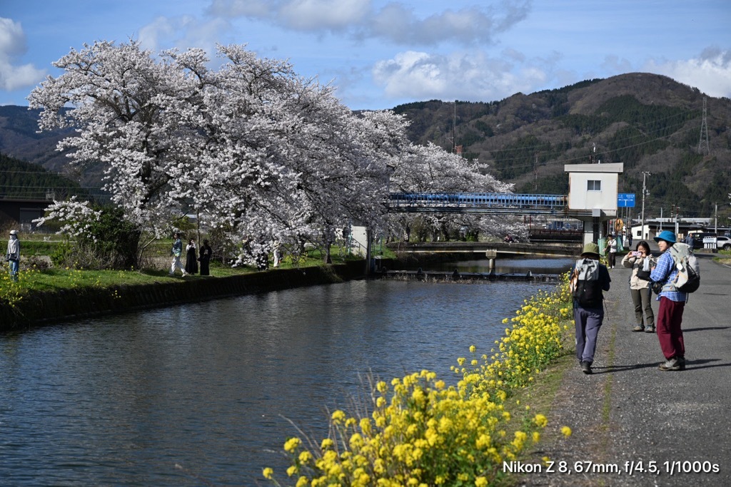 余呉湖観光館前の桜並木_01