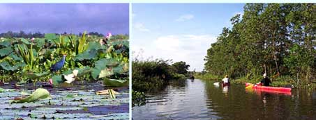 �\���N���΂ɂ�����G�R�c�[���Y��