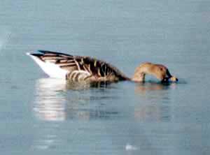 ���G�̎ʐ^�P (5KB)