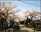 四ツ塚町遊園地の桜